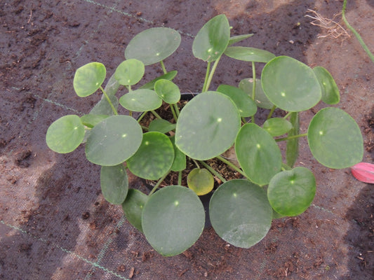 Iconica Pilea Peperomioides