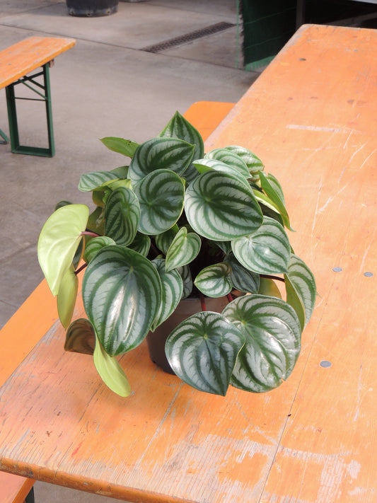 Peperomia