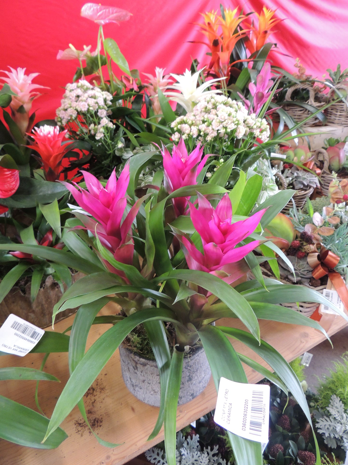 Tripla Guzmania