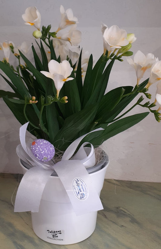 Pianta bianca, Tulipano Blu Fiori Bergamo