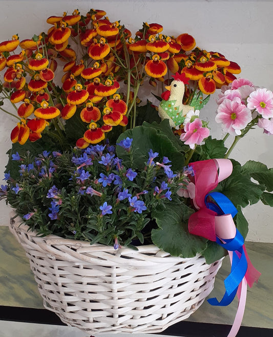 Cesto con Calceolaria, Primule e Fiori Primaverili