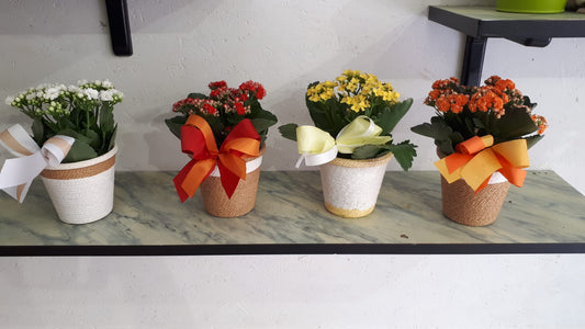 Piantina di Calancola (Kalanchoe)