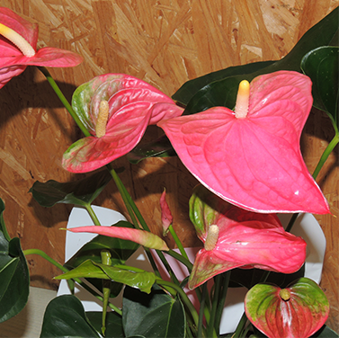 Anthurium (standard)