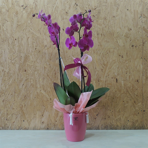 Orchidea fucsia