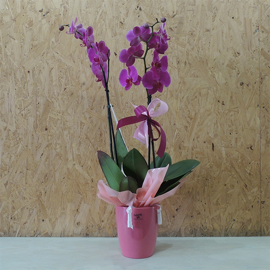 Orchidea fucsia