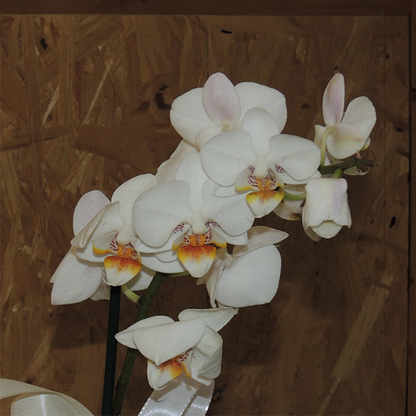 Orchidea Bianca
