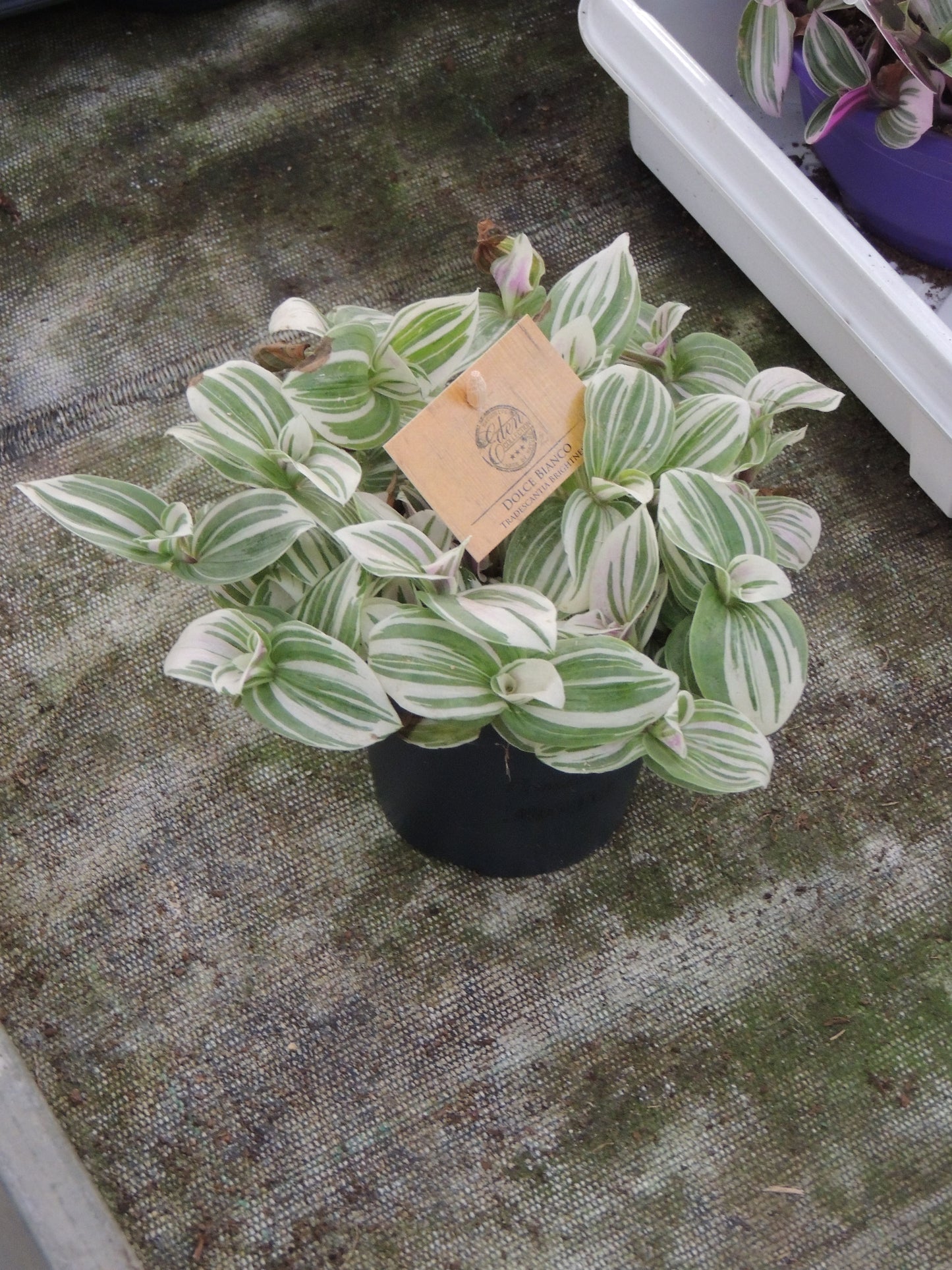 Tradescantia variegata