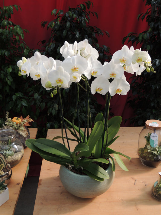 grande orchidea bianca