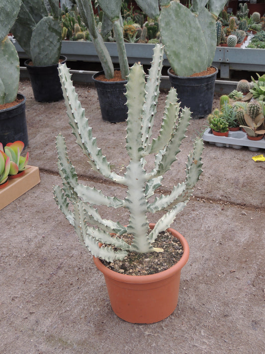 Euphorbia 'White Ghost' (Cactus Fantasma)