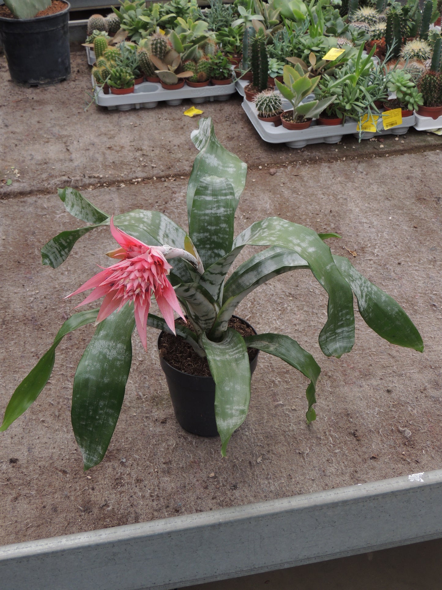 Aechmea Fasciata (Vaso d'Argento)