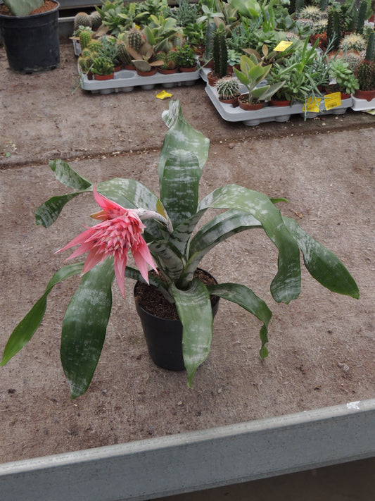 Aechmea Fasciata (Vaso d'Argento)