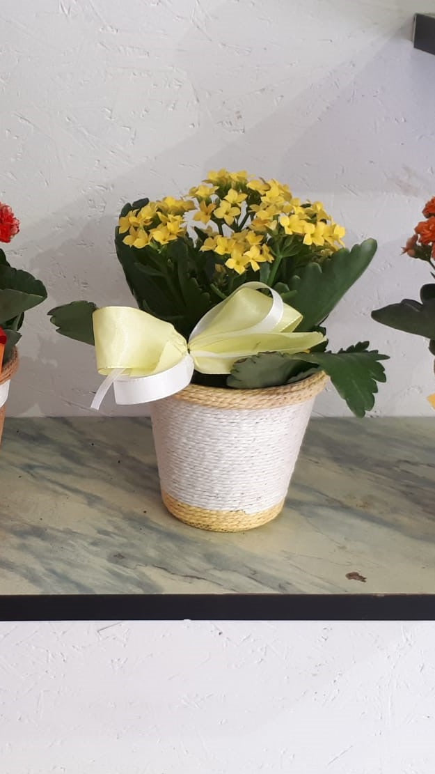 Piantina di Calancola (Kalanchoe)